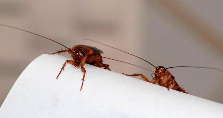 Dos cucarachas en una vivienda.