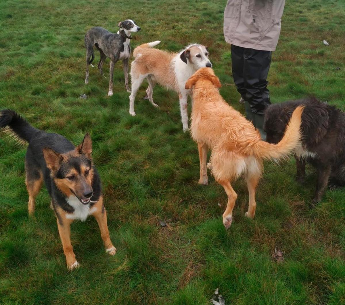 Un grupo de perros en la Asociación Salmantina Protectora de Animales y Plantas