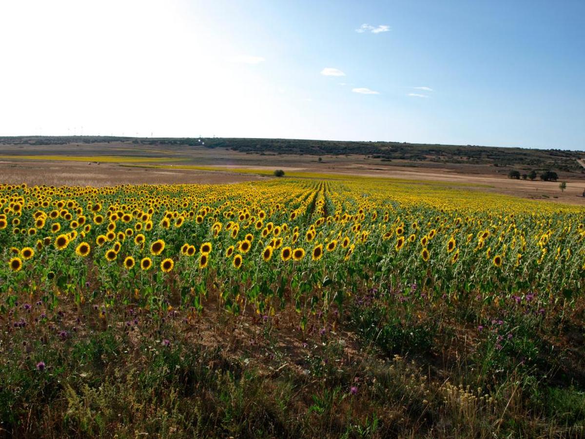 Un campo de girasoles