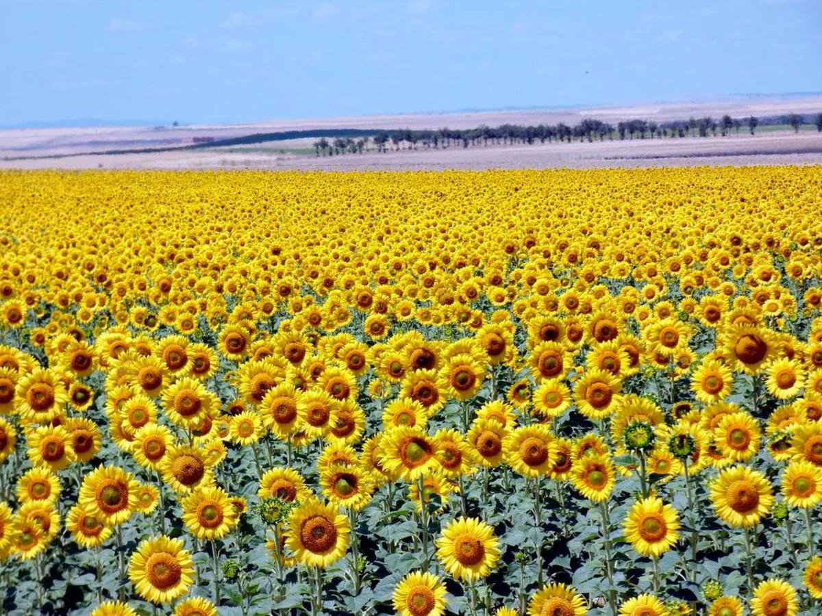 Parcela de girasoles en Peñaranda.