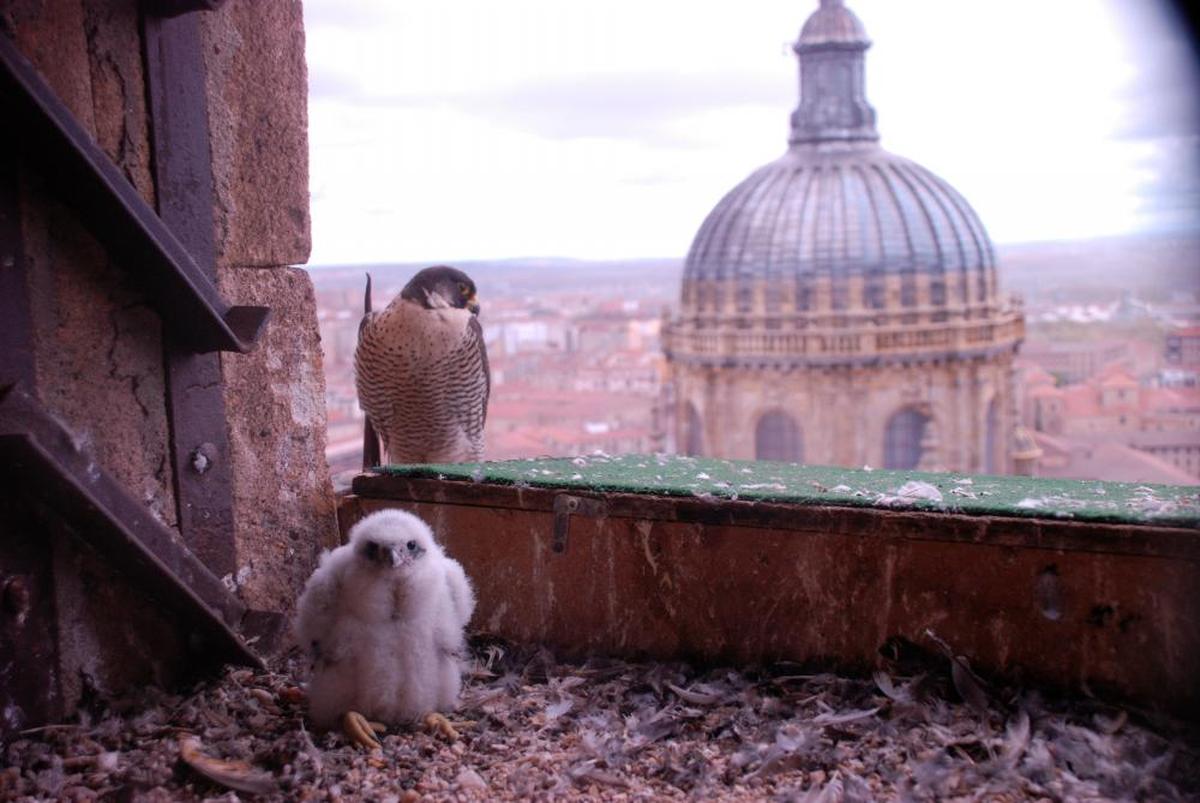 Escena de familia. Uno de los pollos nacidos en la caja nido de la Catedral, junto a su madre. | ALBERTO H.