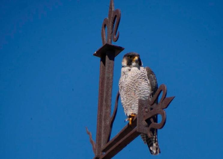 La hembra de halcón peregrino “Gárgola”, encaramada a la veleta. / CARLOS ALDEA