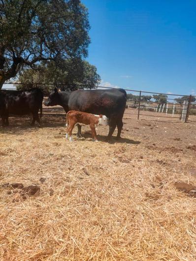 Una de las crías Polled Hereford, hija de vaca de raza angus por transferencia embrionaria.