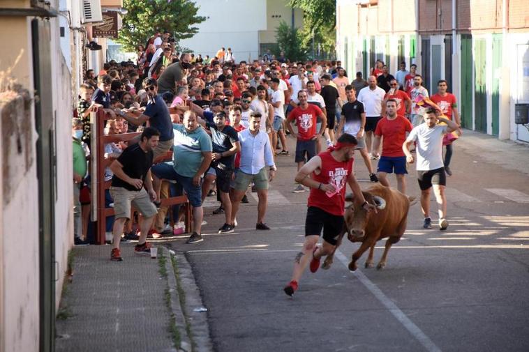 Cientos de mirobrigenses llenaron las calles del Barrio Nuevo durante la suelta de las vacas.