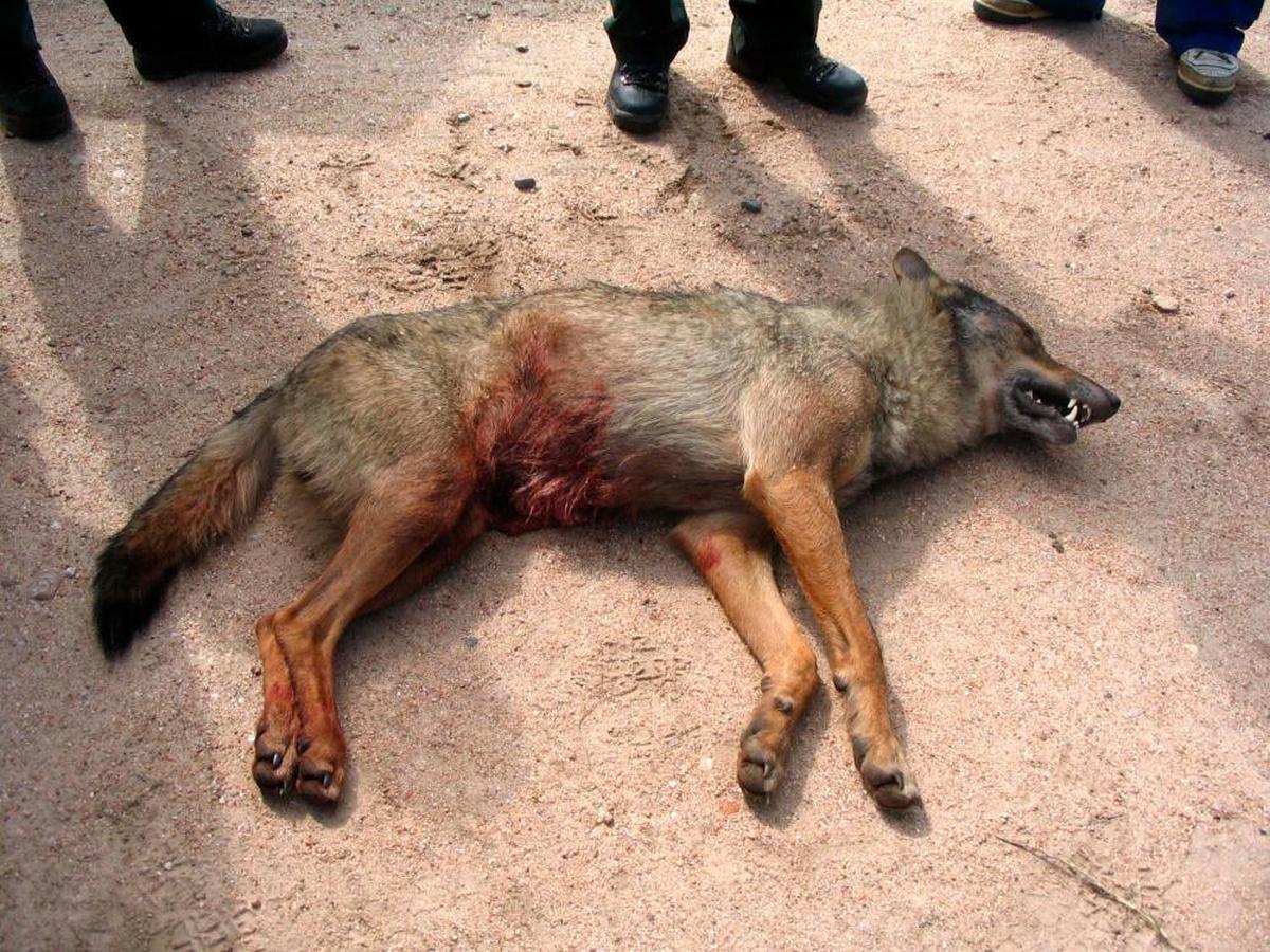 Un lobo ibérico abatido en la provincia de Salamanca