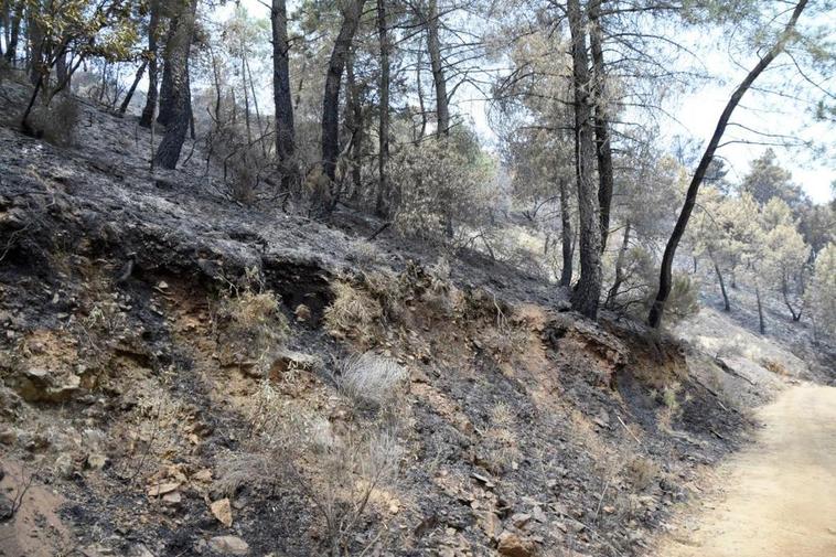 Las imágenes que ha dejado el incendio forestal entre Villanueva del Conde y Sequeros