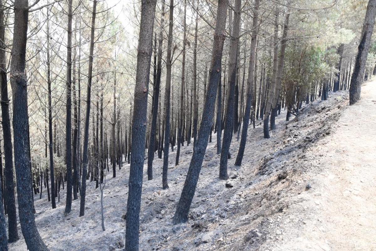 Estado en el que quedaron los pinos tras el paso del incendio.