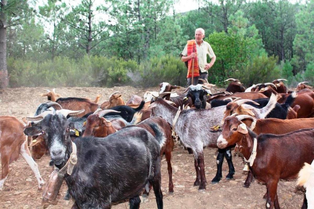 El holandés Sikko sigue con sus cabras