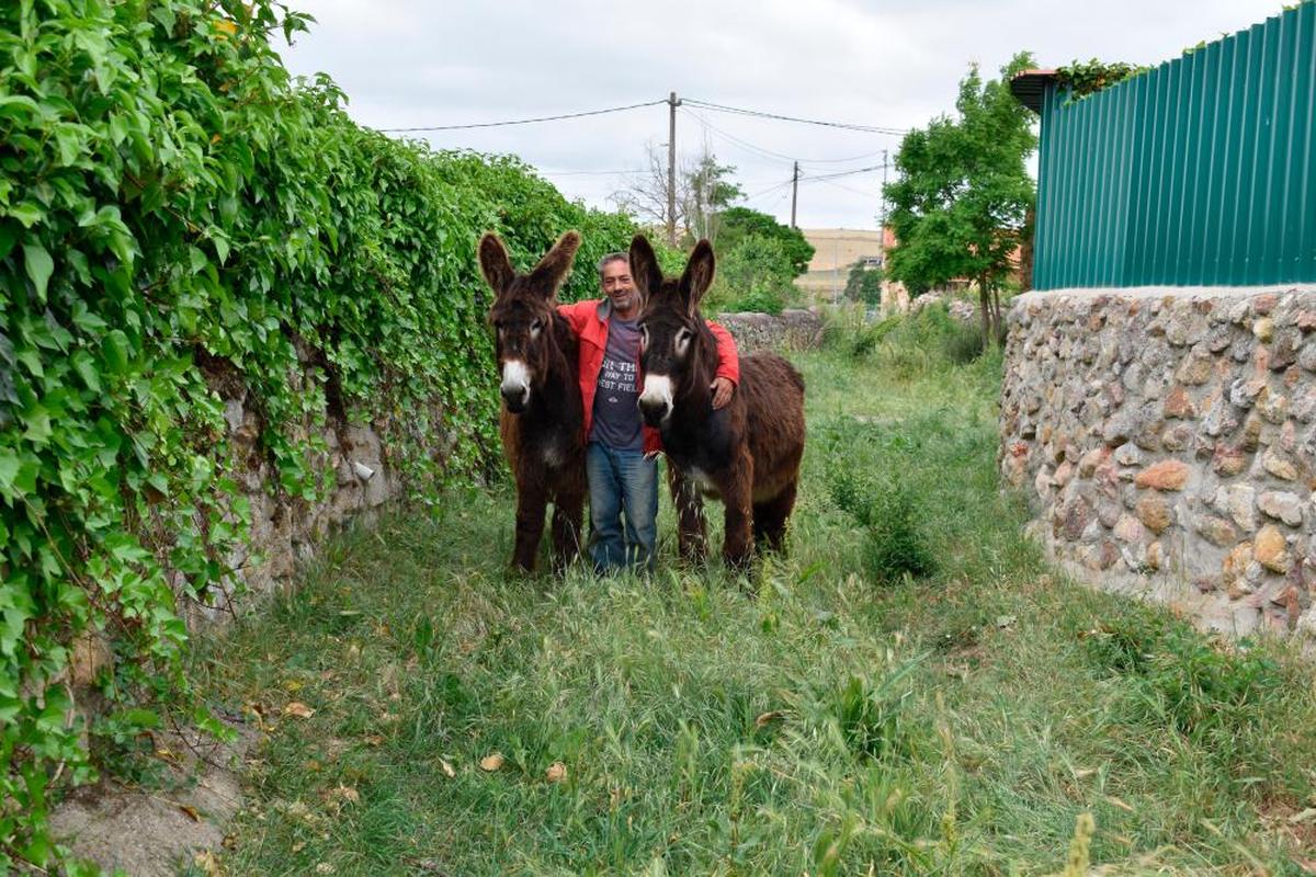 César de Miguel, vecino de Morille, junto a dos de sus burros, Apolo y Adela