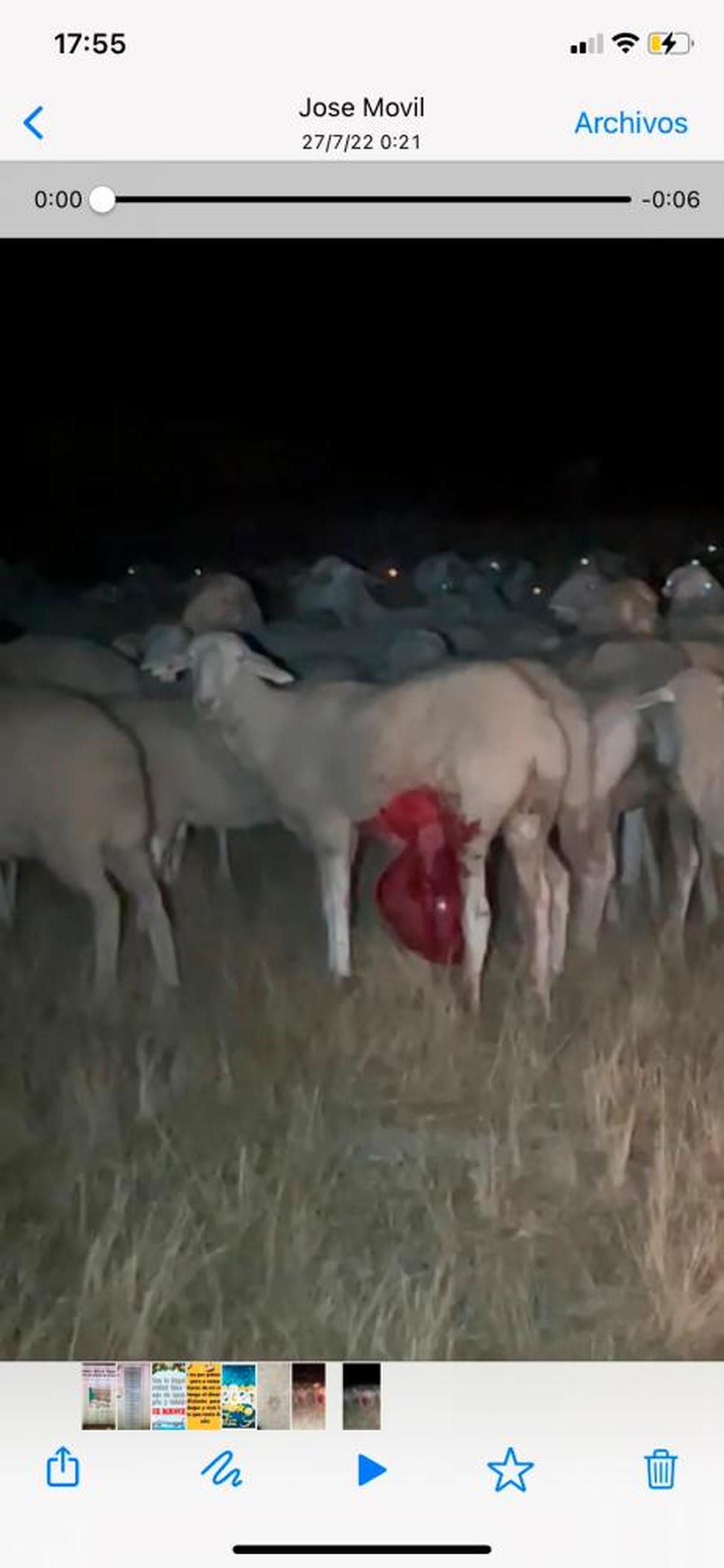 La oveja a la que el lobo desgarró y que sobrevive, de momento, con las tripas colgando.