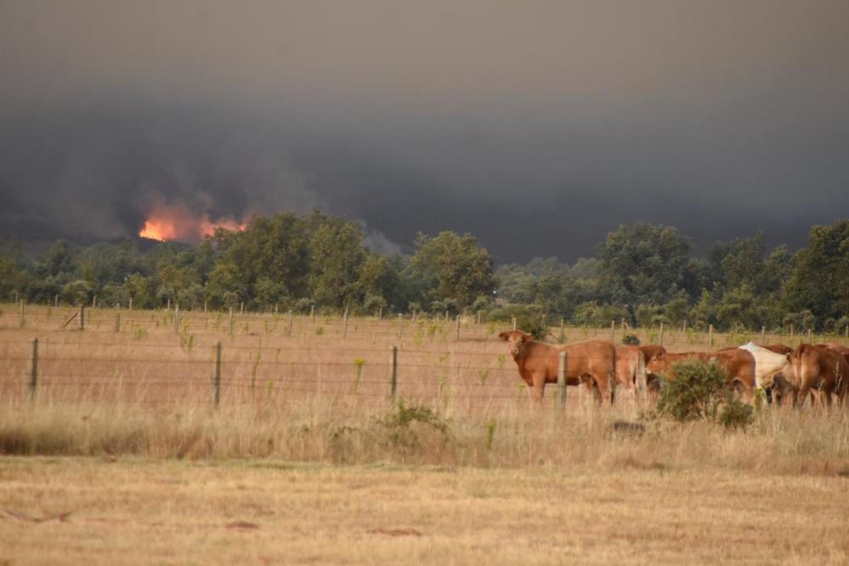 Vacas próximas al incendio de Monsagro