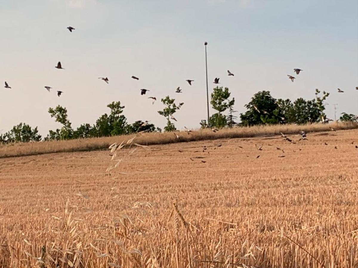 Palomas en un campo de cereal cosechado junto a Salamanca