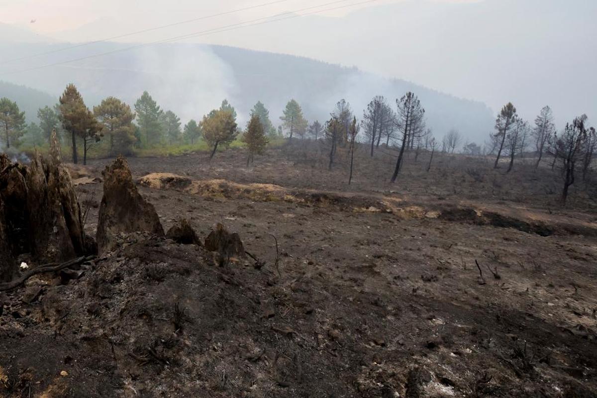 Superficie calcinada en el incendio de Monsagro del pasado mes de julio.