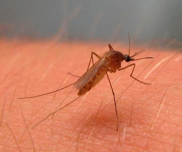 Alerta ante el incremento de la población del mosquito transmisor del Virus del Nilo