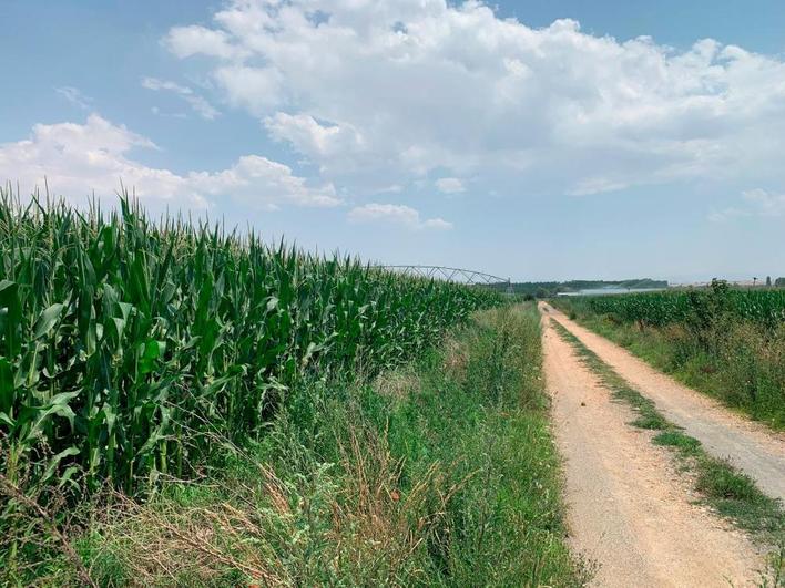 Un campo de maíz en la provincia de Salamanca