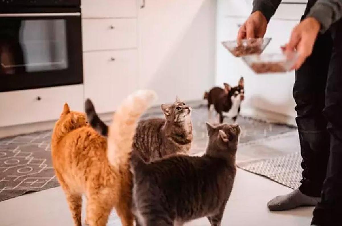 Un hombre alimenta a sus gatos