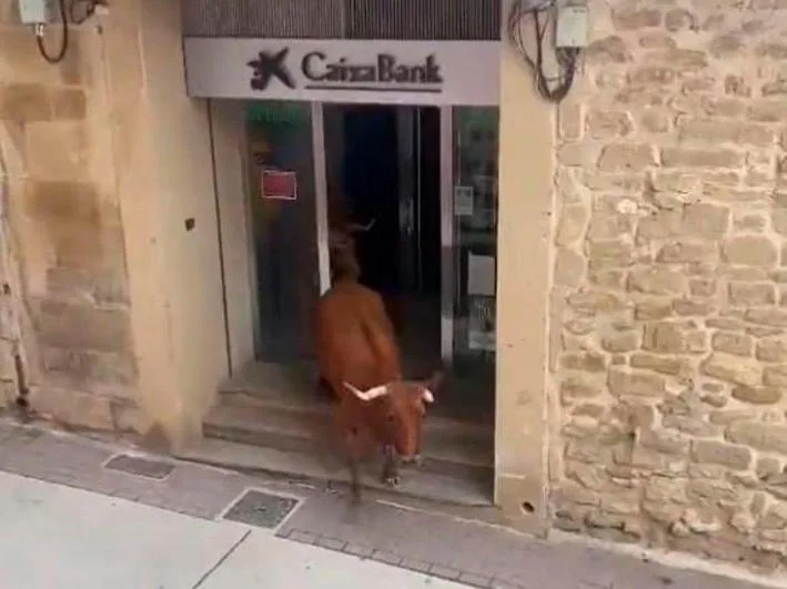 Dos vacas se cuelan en una oficina de CaixaBank durante un encierro