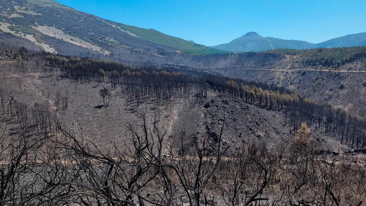 Superficie afectada en el incendio de Monsagro.