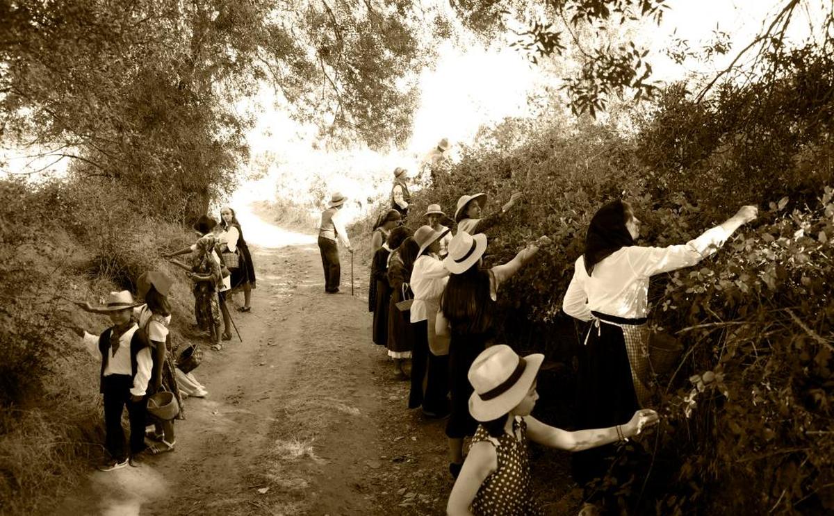 CONCURSO ‘Así somos en mi pueblo’. Recogida de moras al atardecer en Monterrubio de la Sierra