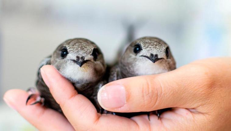 El lugar no solo realiza una gran labor en recuperación de fauna, sino que funciona también como un espacio de educación ambiental.