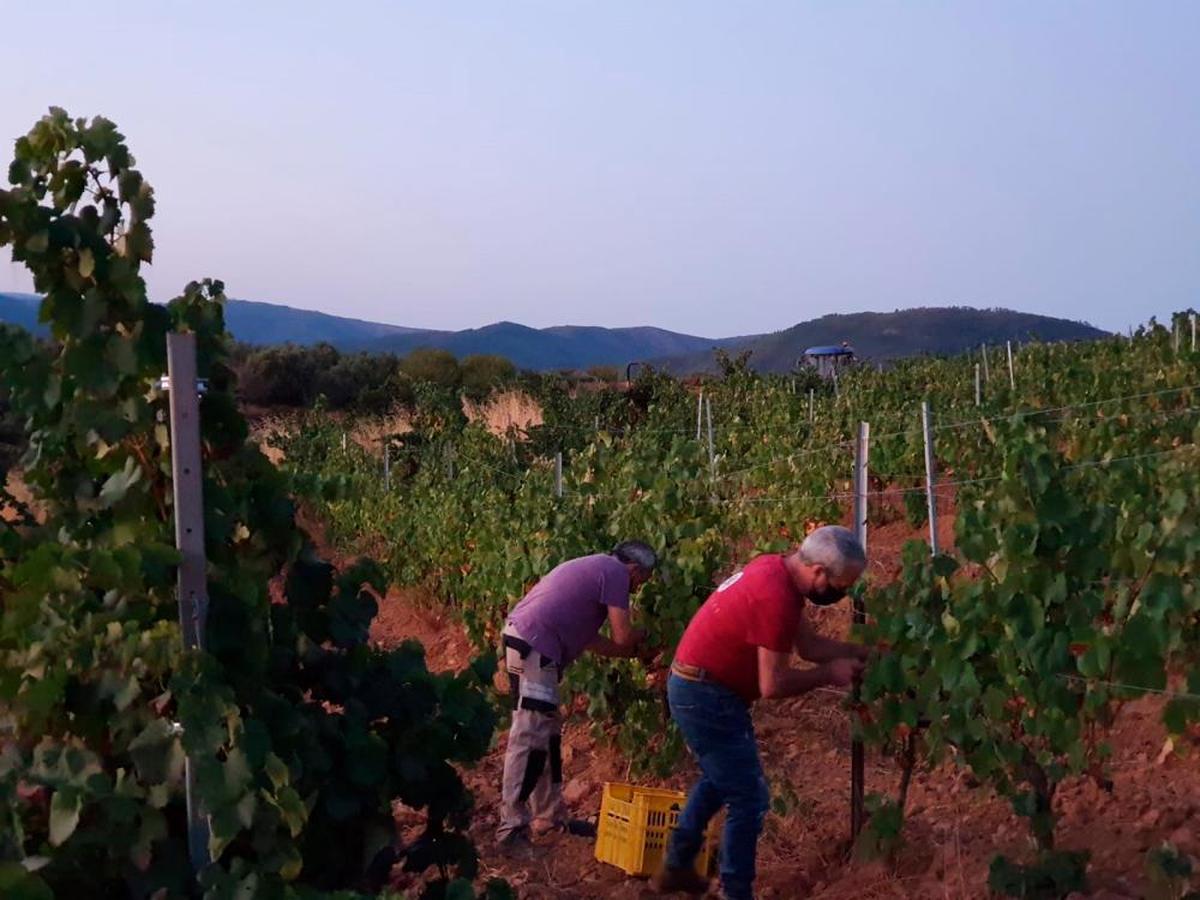 Vendimia en “Sierra de Salamanca”.