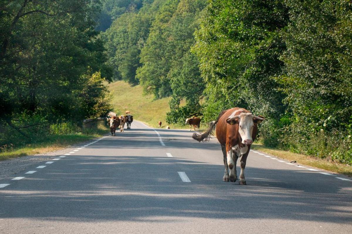 Encontrarte un animal en el medio de la calzada puede ser un gran problema si vas conduciendo.