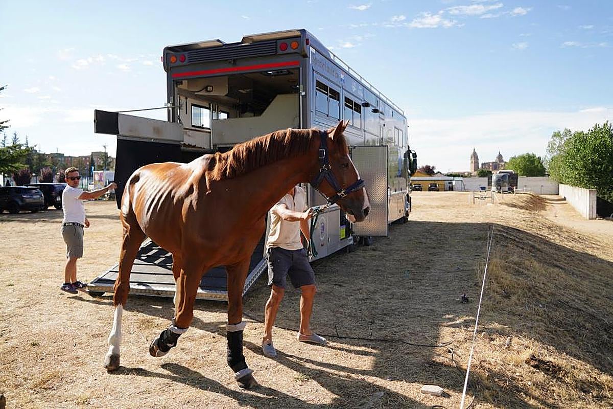 Uno de los caballos de competición llegando al Campo de Tiro.
