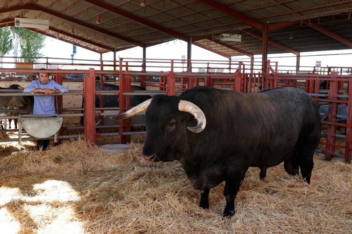 “Majuelo”, de la ganadería de Fidel Luis Martín González, campeón de la raza morucha.