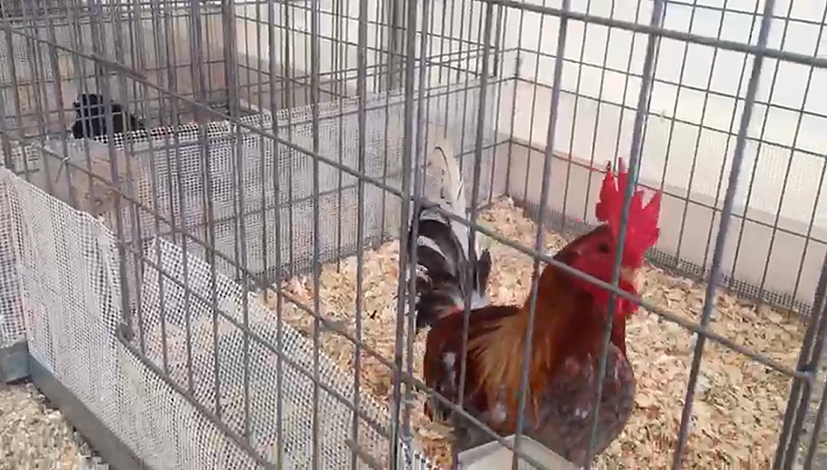 El gallo combatiente español brilla en Salamaq 2022