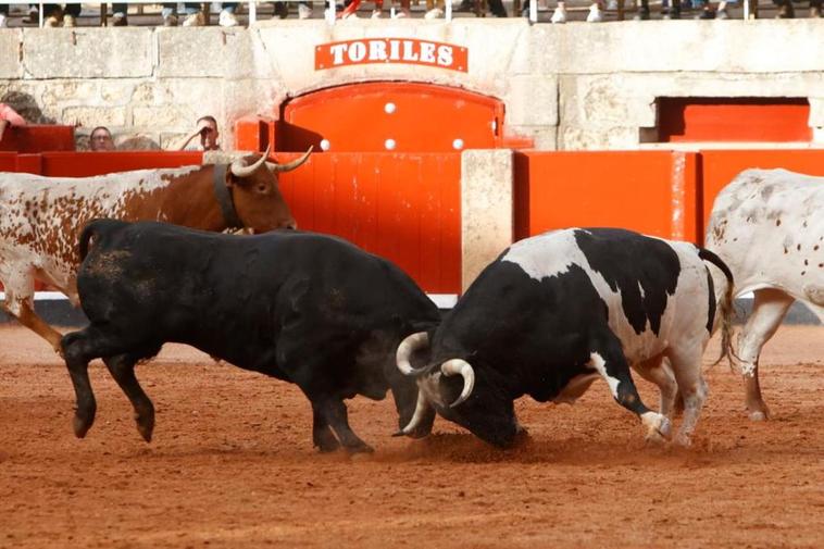 Desenjaule de este jueves 8 de septiembre.