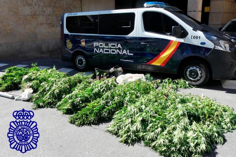 Marihuana incautada por la Policía Nacional