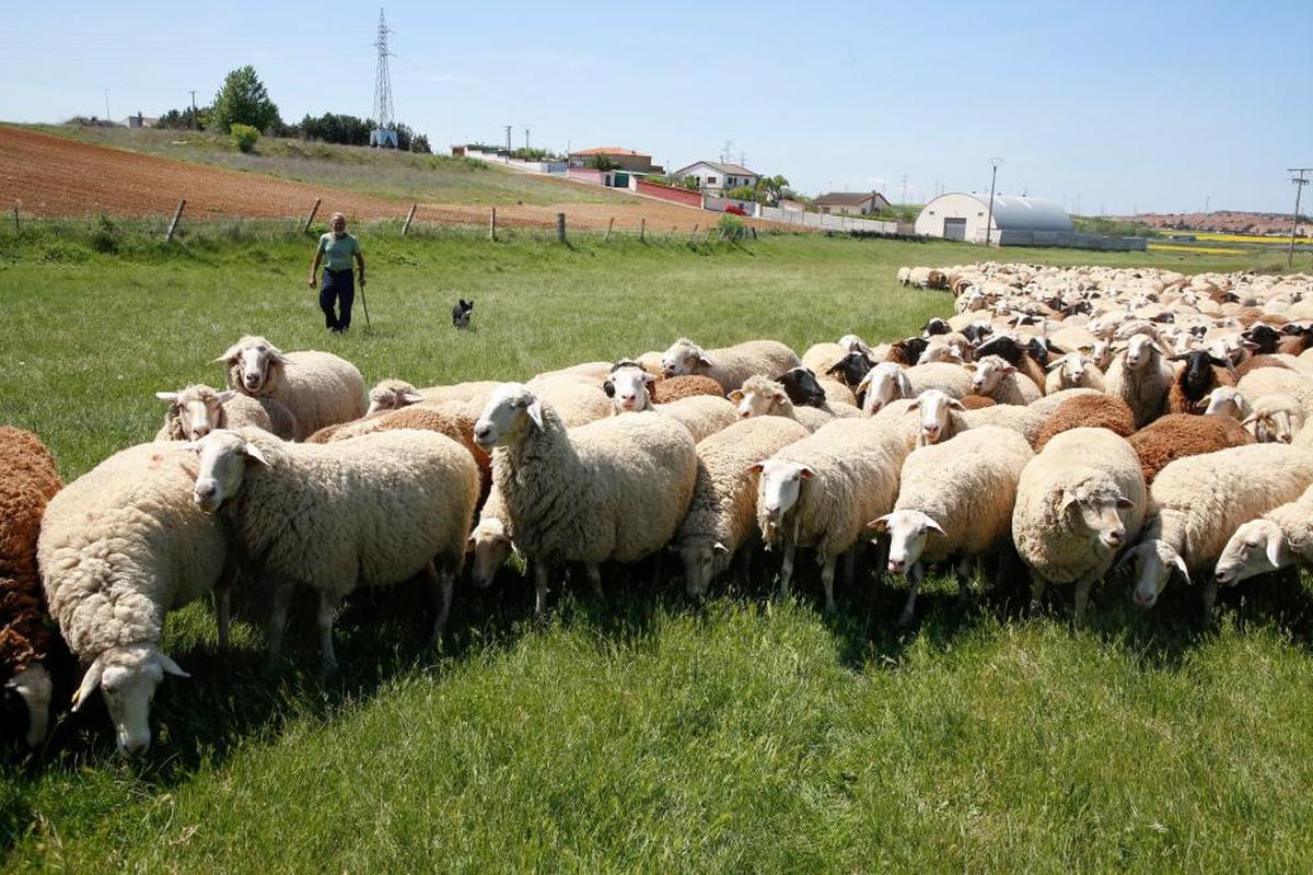 Un rebaño de ovejas pasta en las proximidades de la capital salmantina. ARCHIVO