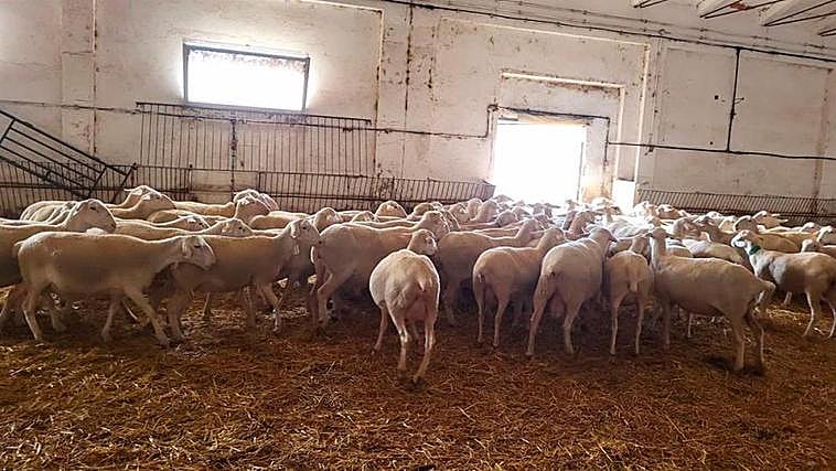 Ovejas en una explotación en Teruel