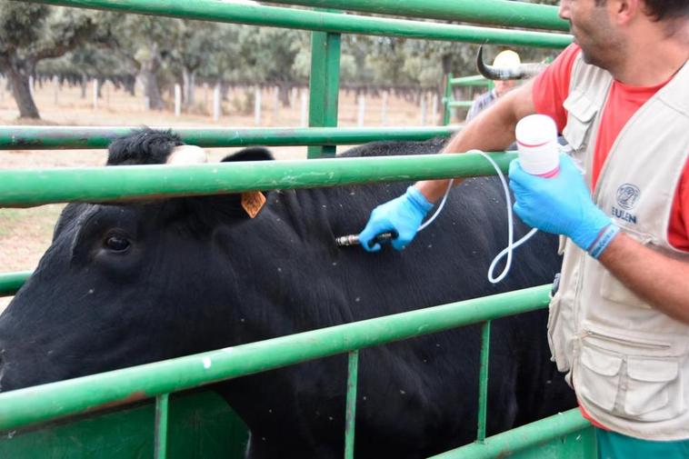 Un veterinario vacuna de “lengua azul” en una explotación de Matilla de los Caños. EÑE