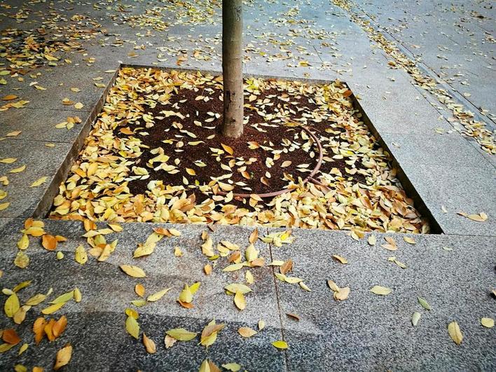 Imagen de hojas de árboles caídas en el otoño