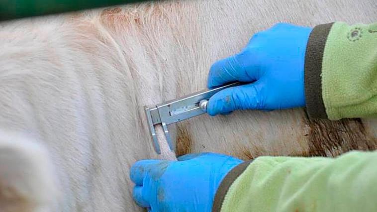 Prueba de la tuberculosis en piel
