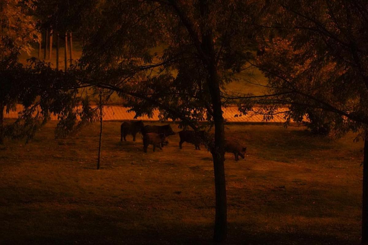 La manada de jabalíes, en el parque de Huerta Otea.