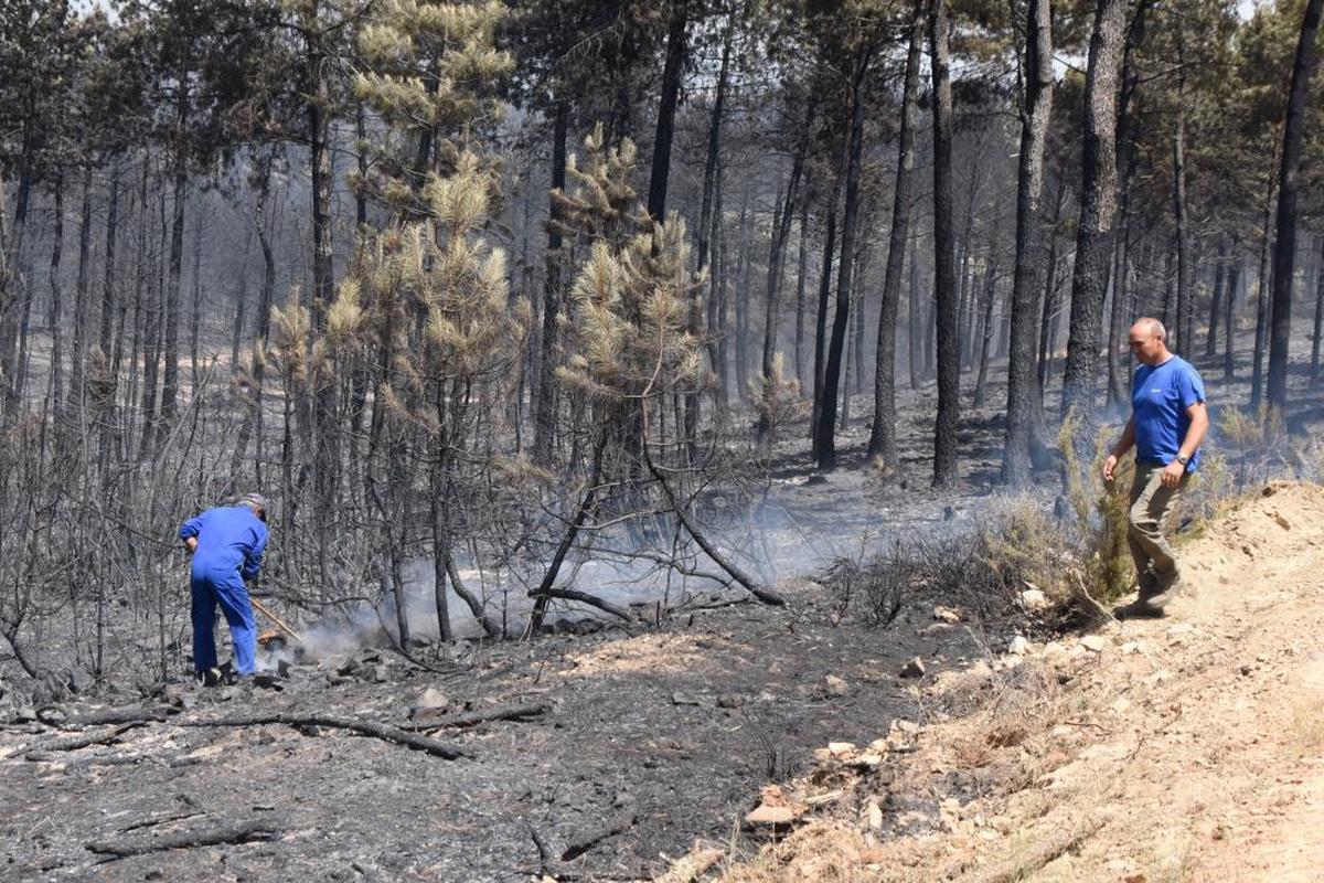 Retirada de madera en el incendio de Monsagro