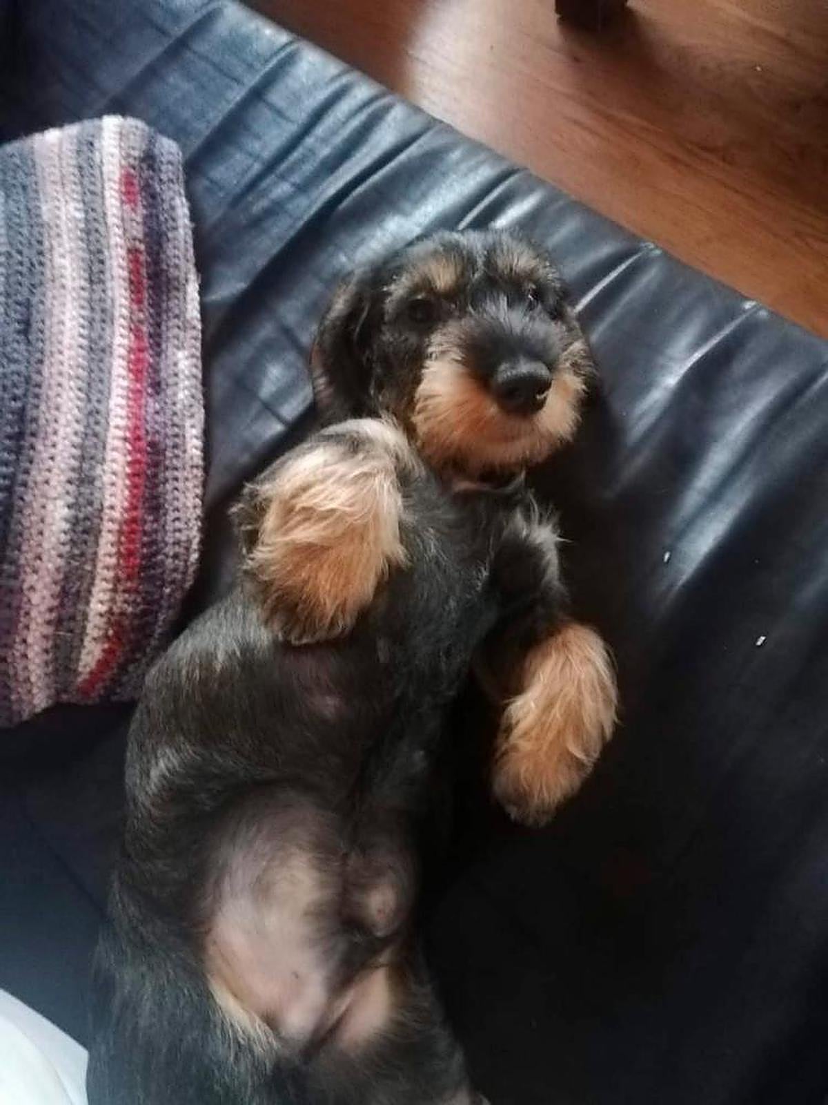 Así vive el perro de un cazador