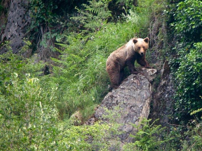 Un ejemplar de oso.