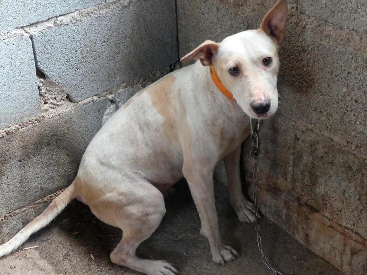 Perro de caza hallado en condiciones precarias en un pueblo de Granada