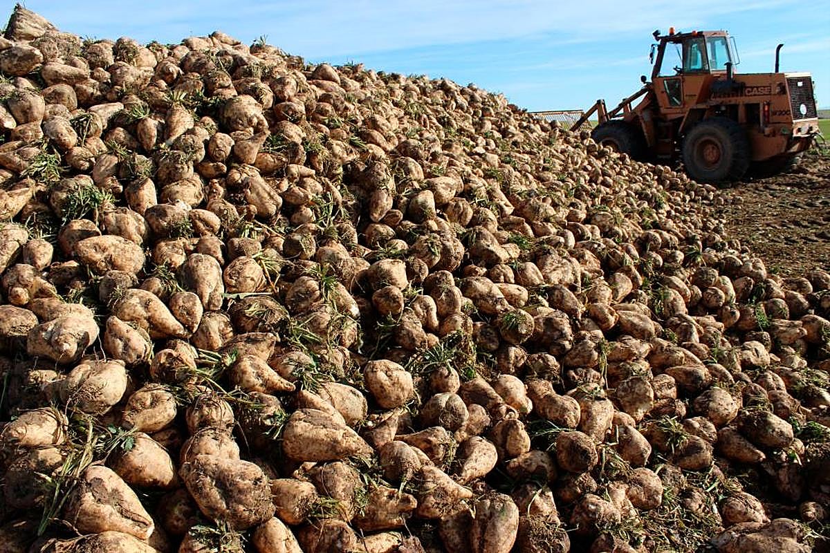 Remolacha en un montón para su entrega