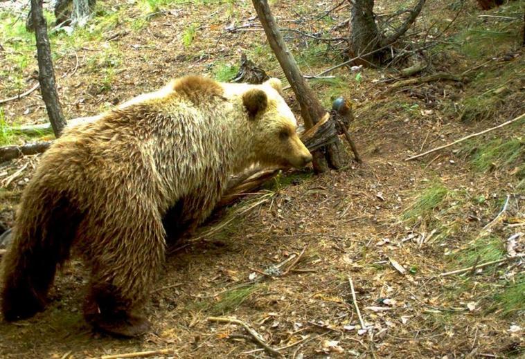 Oso bajo un árbol. E.P.