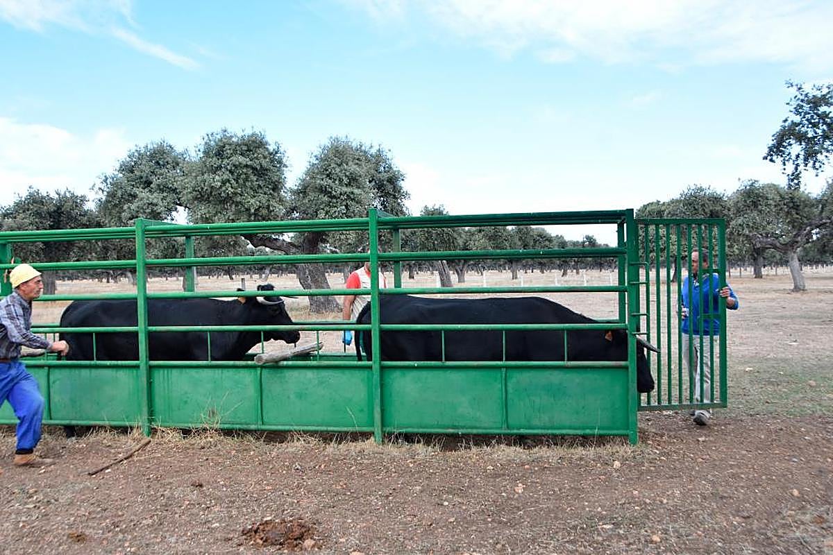 Terneros siendo vacunados de lengua azul