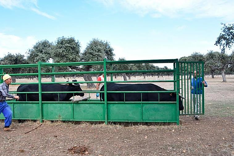 Terneros siendo vacunados de lengua azul