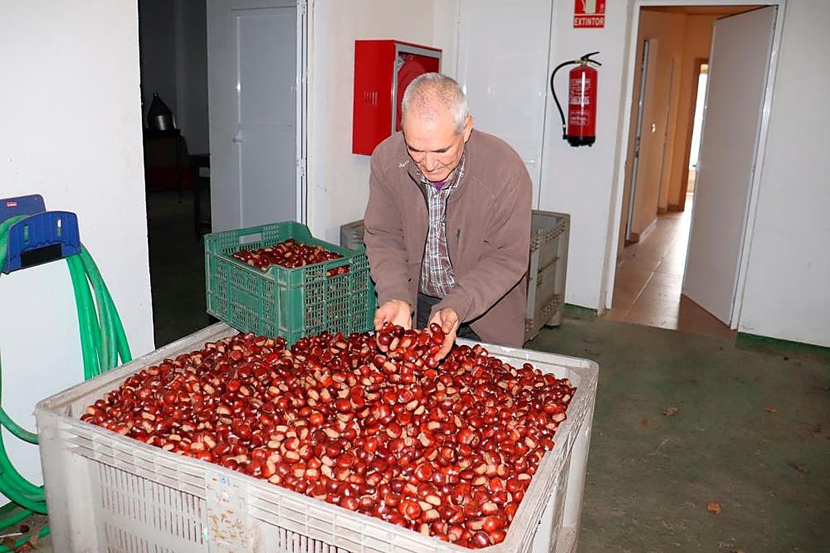 Elías Martín muestra las últimas castañas de la planta.