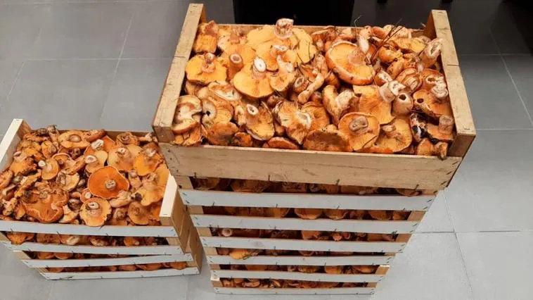 Decomisados 60 kilos de níscalos a tres furtivos en Palacios del Arzobispo