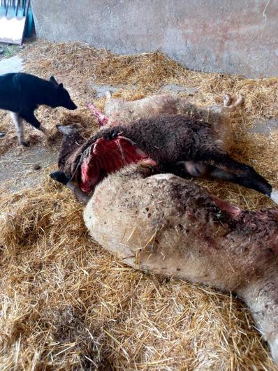 Un perro, junto a las ovejas muertas en el ataque de este viernes