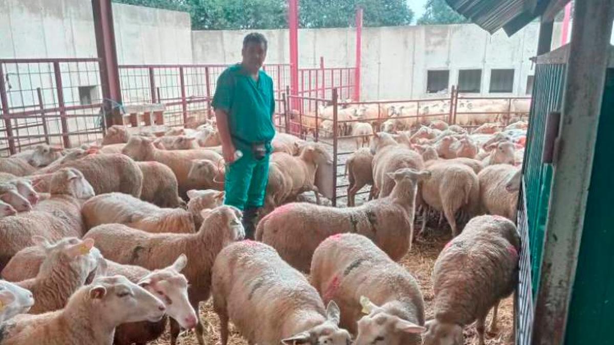 Un veterinario, preparado para empezar a vacunar de lengua azul.