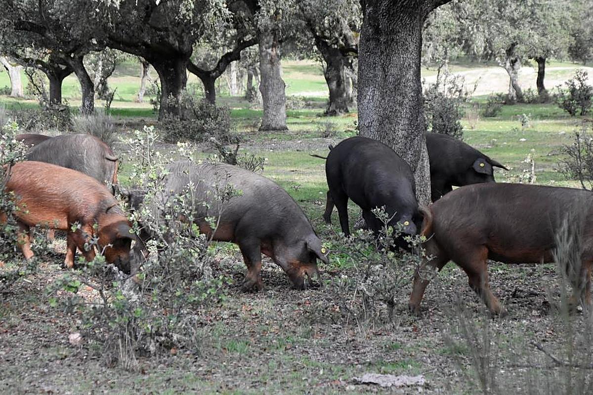 Ibérico recién entrado en montanera en Fuentes de Oñoro